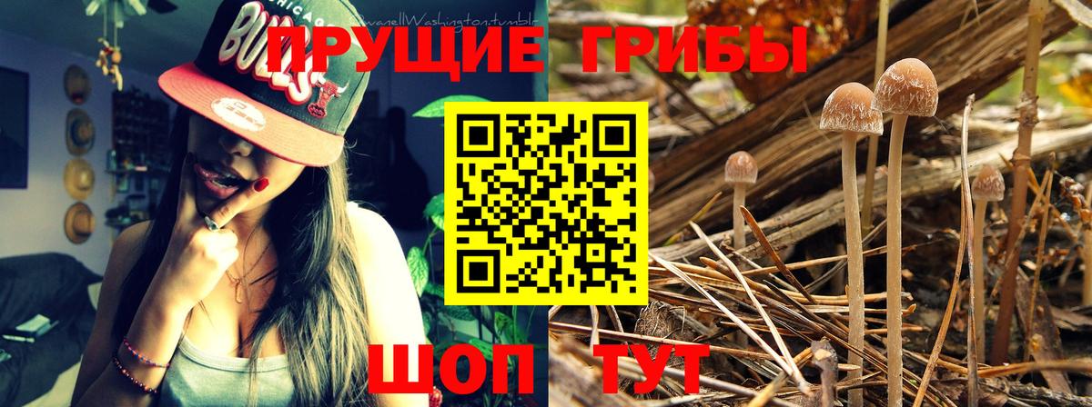 Мегион  Галлюциногенные грибы Psilocybine cubensis  Вход с VPN 